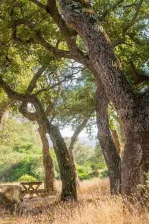 9.000 sobreiros e azinheiras